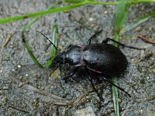 Carabus nemoralis