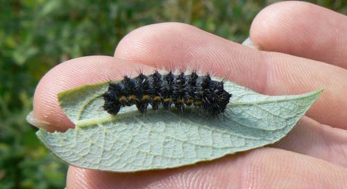 Saturnia pavonia