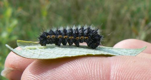 Saturnia pavonia