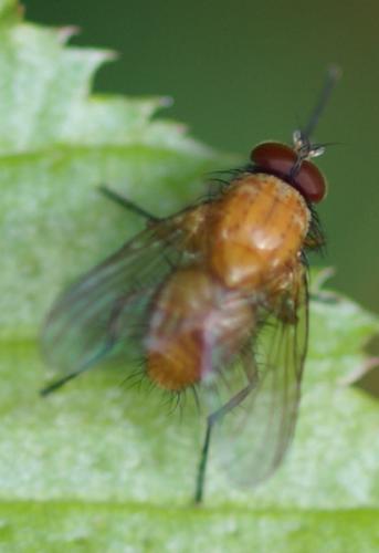 Phaonia pallida