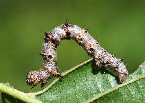 Phigalia pilosaria