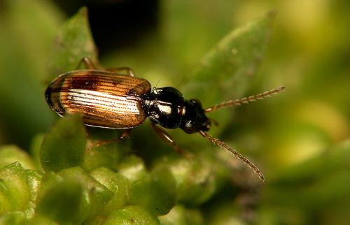Réf. 19 448 : Bembidion ephippium