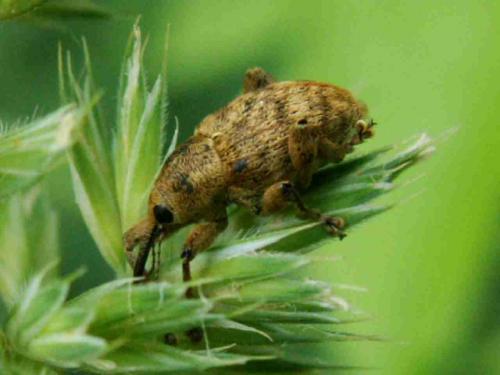 Curculio sp.