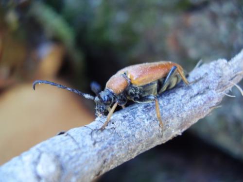 Stictoleptura rubra