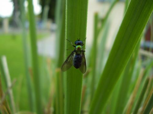 Réf. 19 226 : Chloromyia sp.