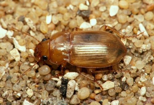 Amara fulva