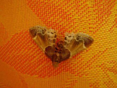 Pyralis farinalis