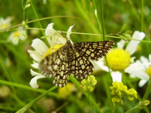 Chiasmia clathrata