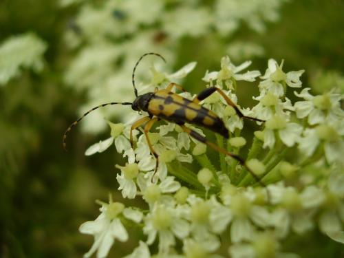 Rutpela maculata