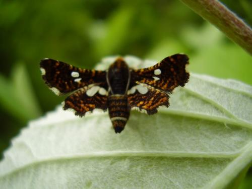 Thyris fenestrella