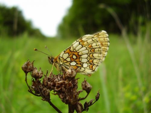 Melitaea sp.