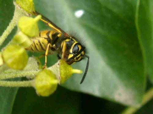 Vespula vulgaris