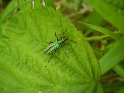 Oedemera nobilis