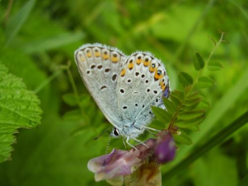 Réf. 19 353 : Plebejus argyrognomon