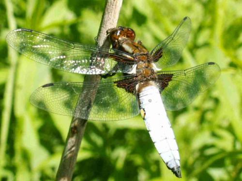 Libellula depressa