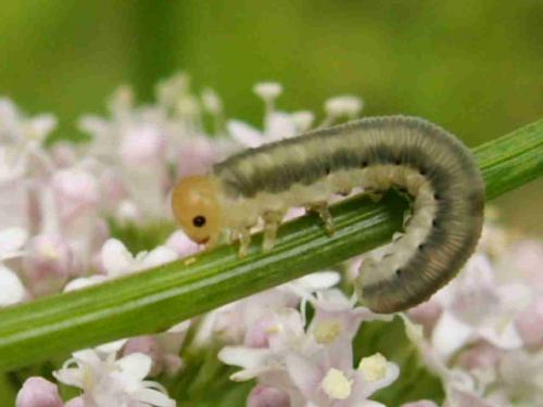 Réf. 19 239 : Macrophya albicincta