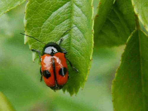 Réf. 19 488 : Cryptocephalus bipunctatus