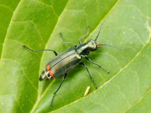 Malachius bipustulatus