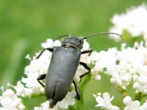 Réf. 19 215 : Stictoleptura scutellata