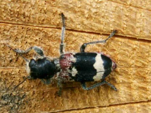 Réf. 19 339 : Clerus mutillarius