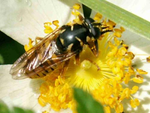 Temnostoma vespiforme
