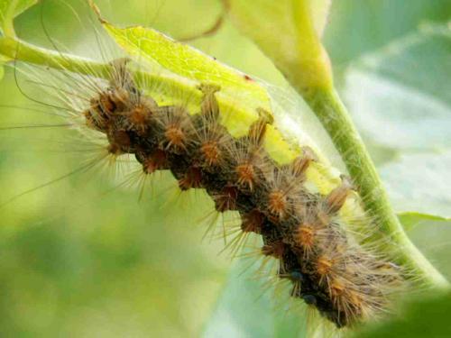 Lymantria dispar
