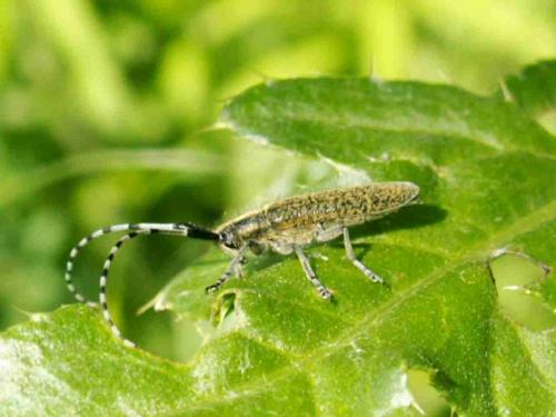 Agapanthia villosoviridescens
