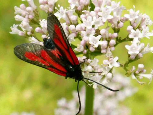 Zygaena osterodensis