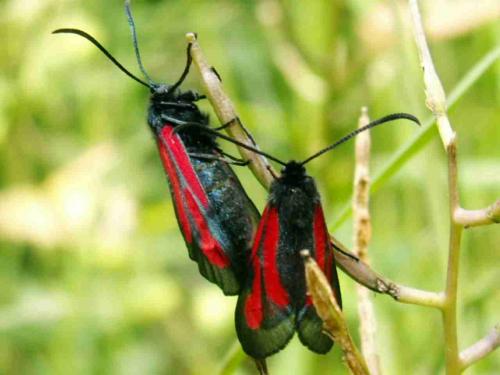Zygaena osterodensis