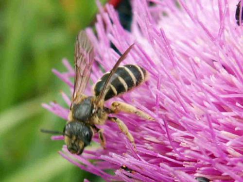 Lasioglossum sp.