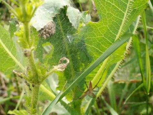 Pisaura mirabilis