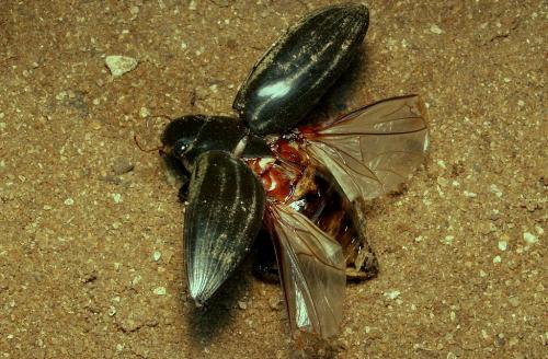 Hydrophilus piceus