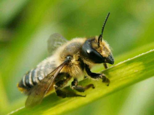 Réf. 19 626 : Megachile sp.