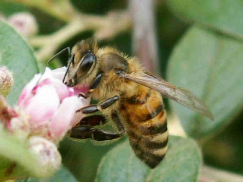 Réf. 19 679 : Apis mellifera