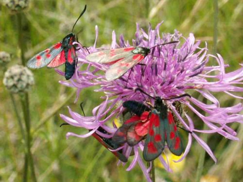 Zygaena divers