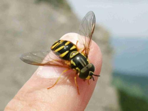Chrysotoxum sp.
