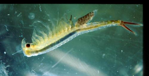 Réf. 19 113 : Chirocephalus diaphanus