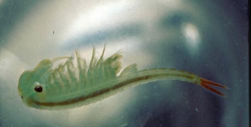 Réf. 19 114 : Chirocephalus diaphanus