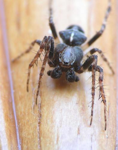 Gibbaranea bituberculata