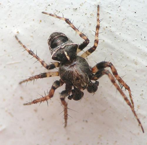 Réf. 19 034 : Gibbaranea bituberculata