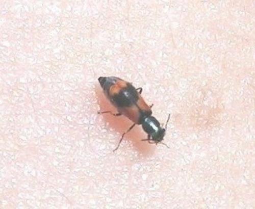 Réf. 19 369 : Anthocomus equestris