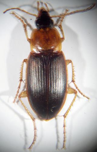 Réf. 19 361 : Calathus sp.