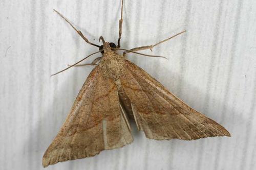 Réf. 19 696 : Hypena proboscidalis