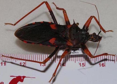 Platymeris horrida
