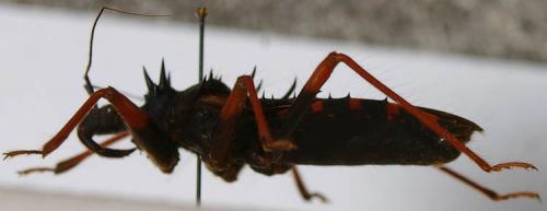 Platymeris horrida