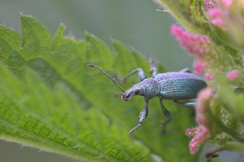 Réf. 19 093 : Phyllobius pomaceus