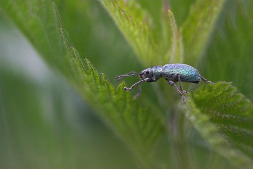 Réf. 19 094 : Phyllobius pomaceus