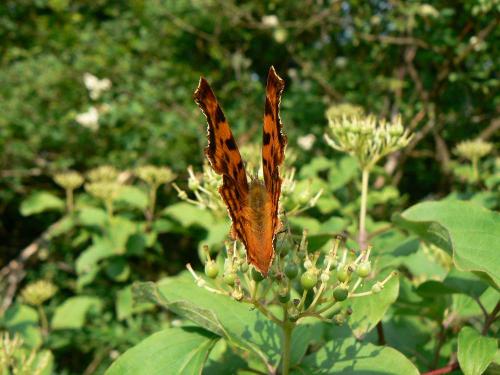 Polygonia c-album