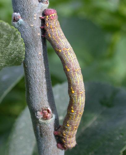 Lycia hirtaria