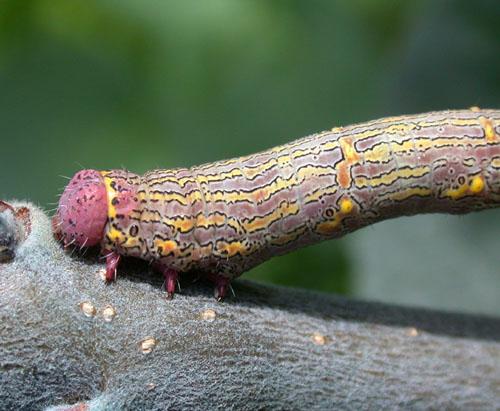 Lycia hirtaria